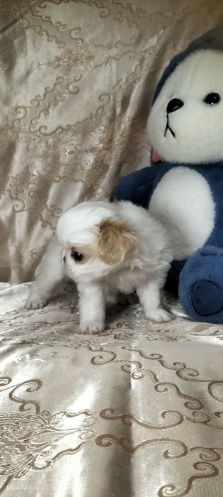 Мальчик японского хина.
