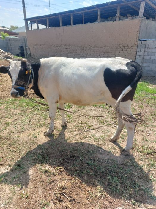 Сиыр сатылады бағасы келісімді