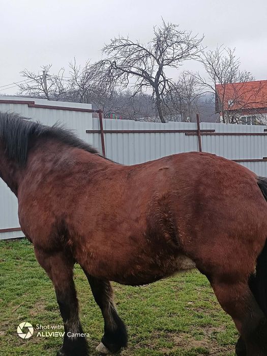 Vând o iapa de 9 ani