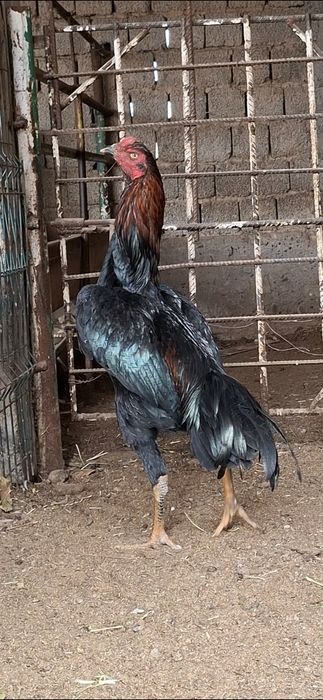 Дакан 7 ойлик зури