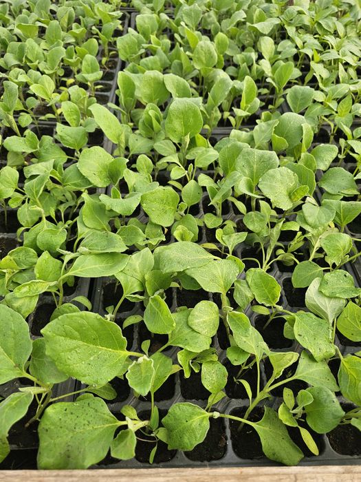 Vand rasaduri de legume