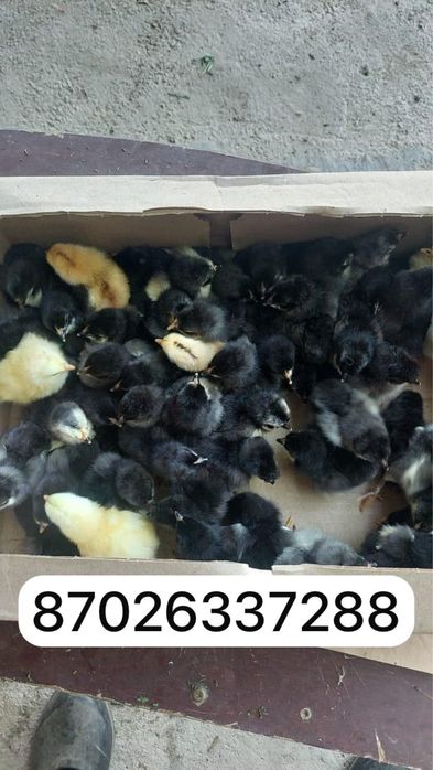 Джирсийский гигант цыплята балапан