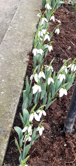 Bulbi de ghiocei , lalele narcise crini bujori irisi