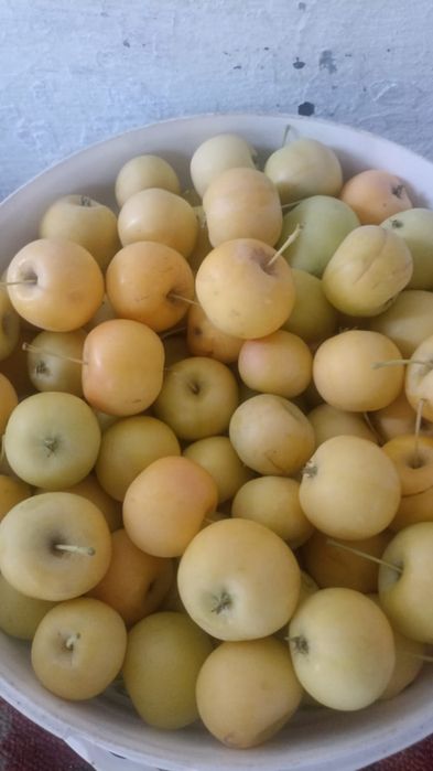 Продам дачный урожай