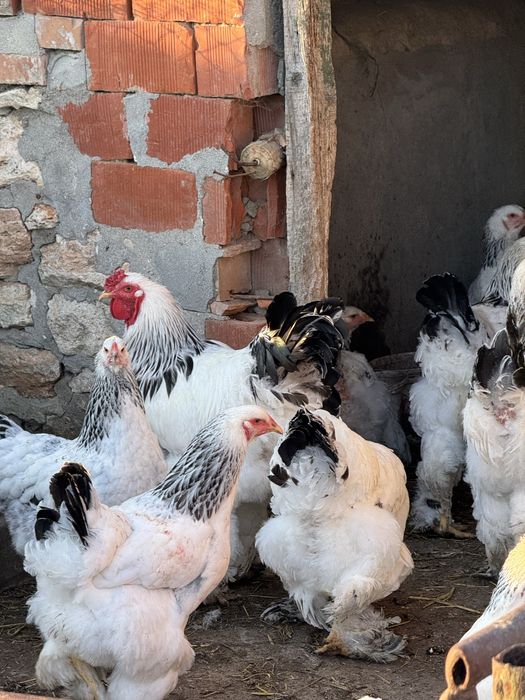 Разплодени Яйца !