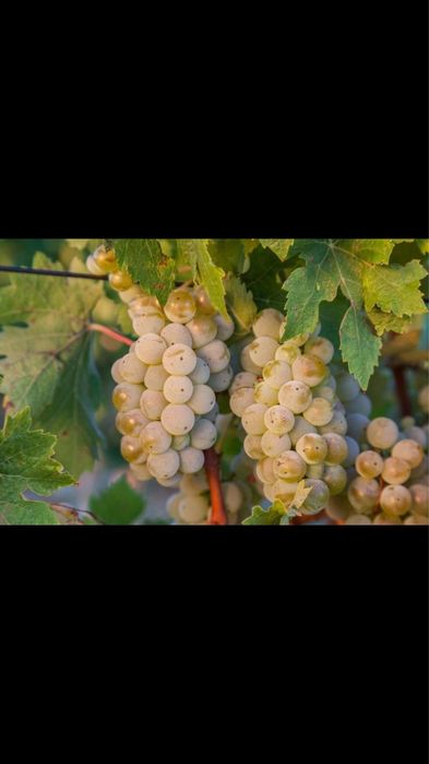 Vand struguri de vin productie 2022