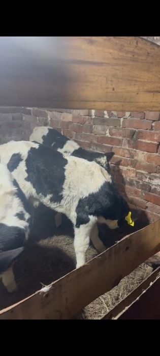 Продам телят бычков и тёлочки