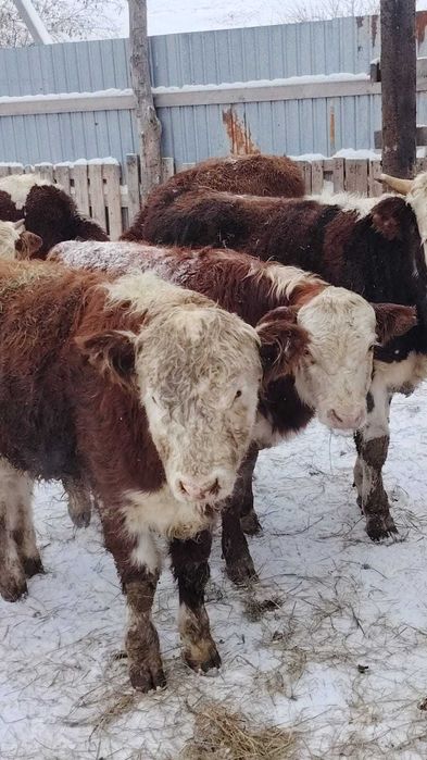 Продам тилята и толочки