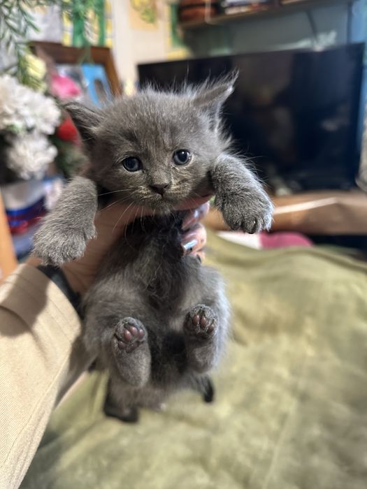 Мейн кун помесь