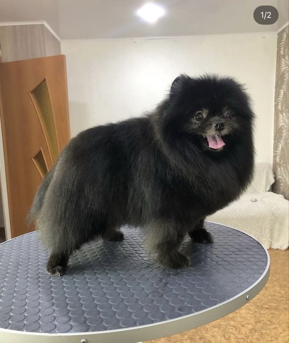 Груминг животных