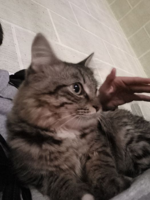 Кошка дорогая Муся