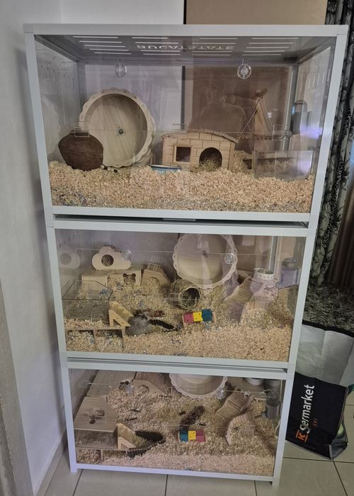 Hamsteri Sirieni Constanta