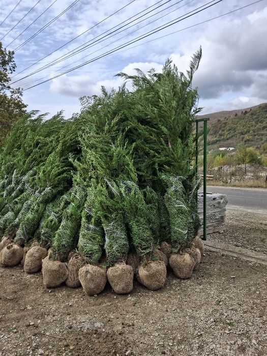 Tuia leylandii chiparos la oferta