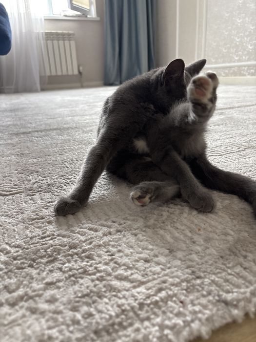Пристраивается КОТ