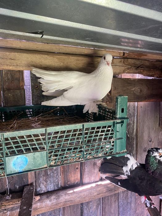 Vand 3 porumbei rolleri