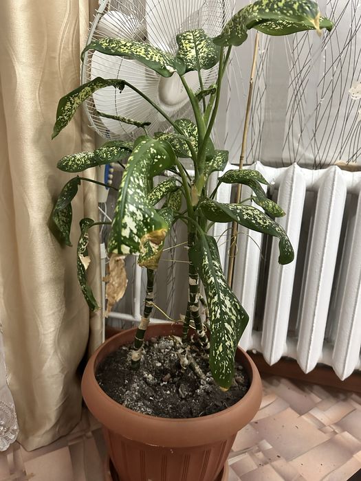 Цветы, диффенбахии, алое и т. д.