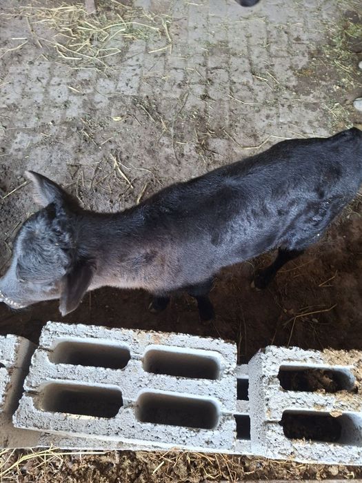 Сигир сутли сигир