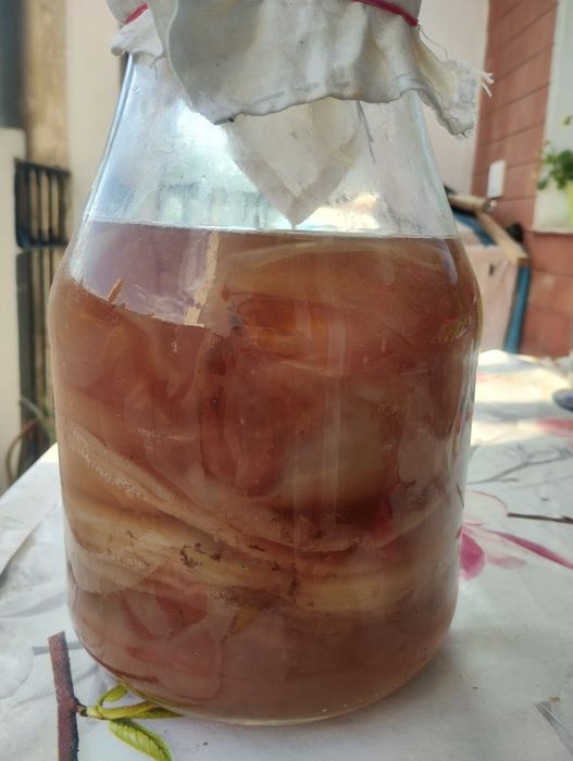 Комбуча култура SCOBY