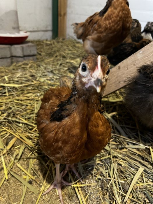 Продам помесных цыплят несушки