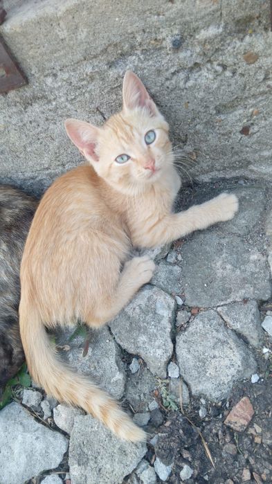 Отдам котят,игровые,кушают все,
