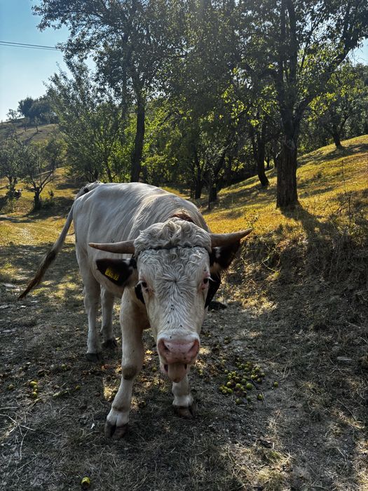 Taur de rasa aproape 2 ani