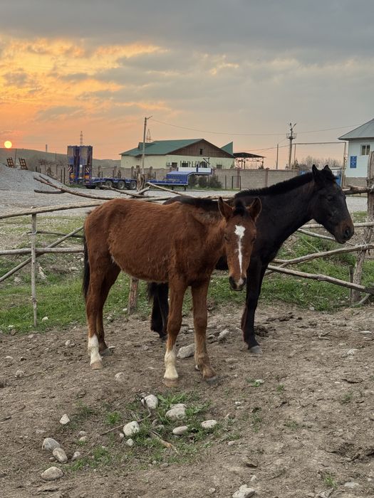3 тай сатылады 1 жаста срочна
