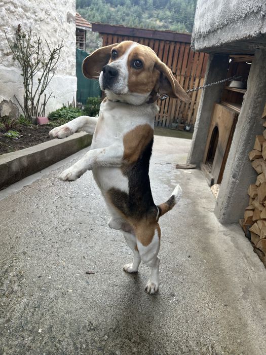 Куче порода Бигъл на 5г