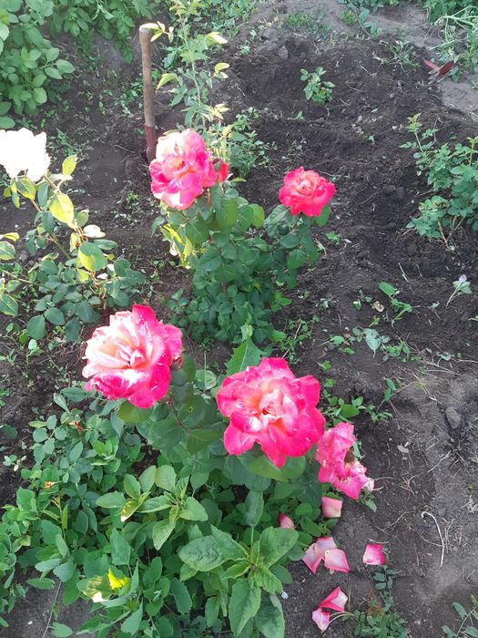 Продам дачу фёдоравка