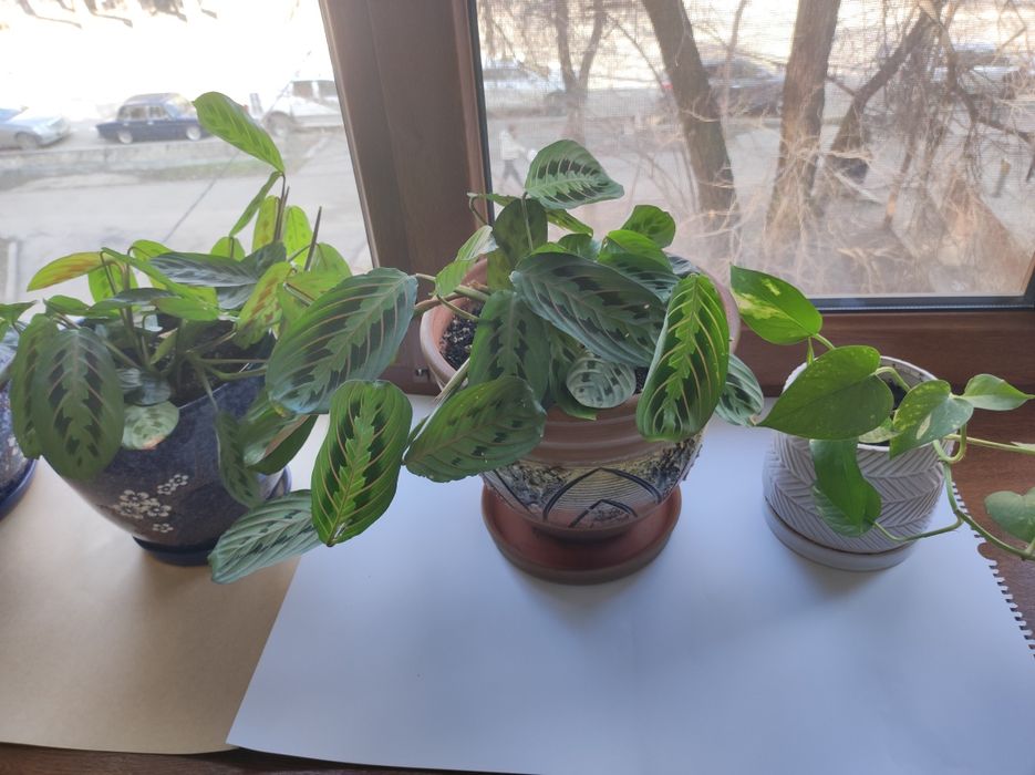 Цаеты Намазхан цветы