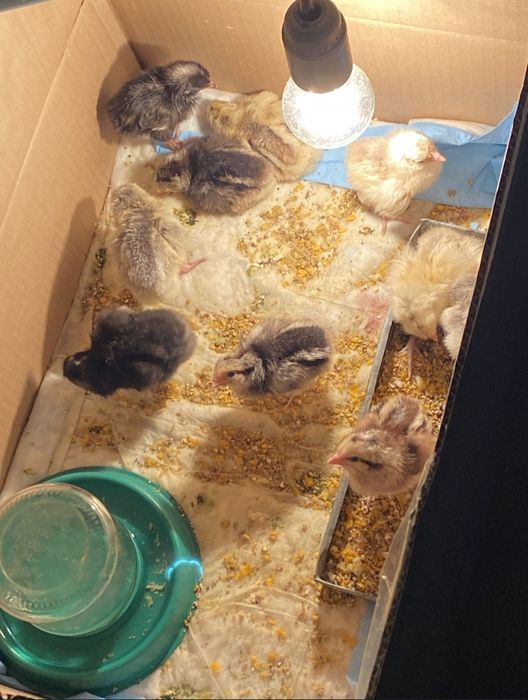 Яйцо для инкубации