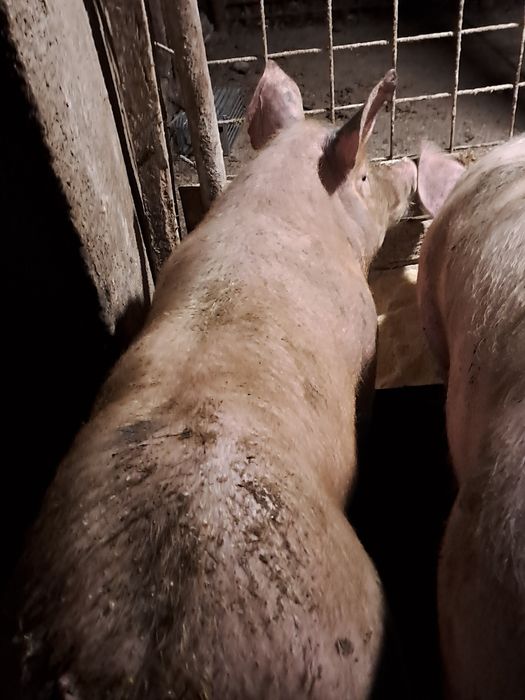 Vând sau schimb cu cereale