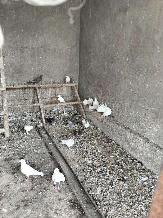 Кептер сатылады???