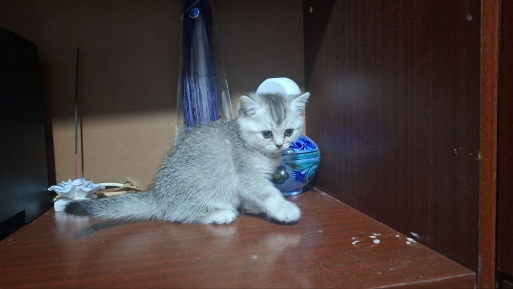 Котёнок серебристая шиншила страйт