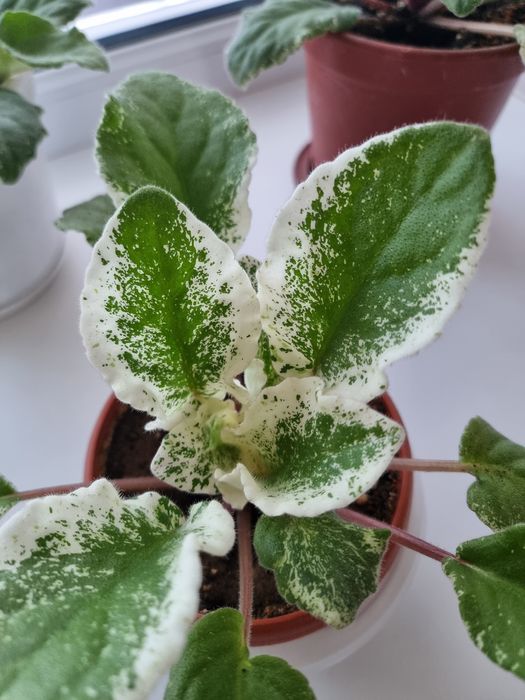 Фиалки красивые,