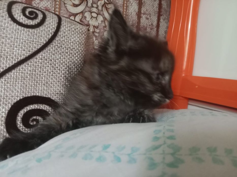 Котята бесплатно