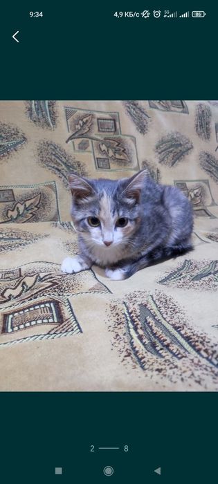 Котенок девочка 4,5 месяца