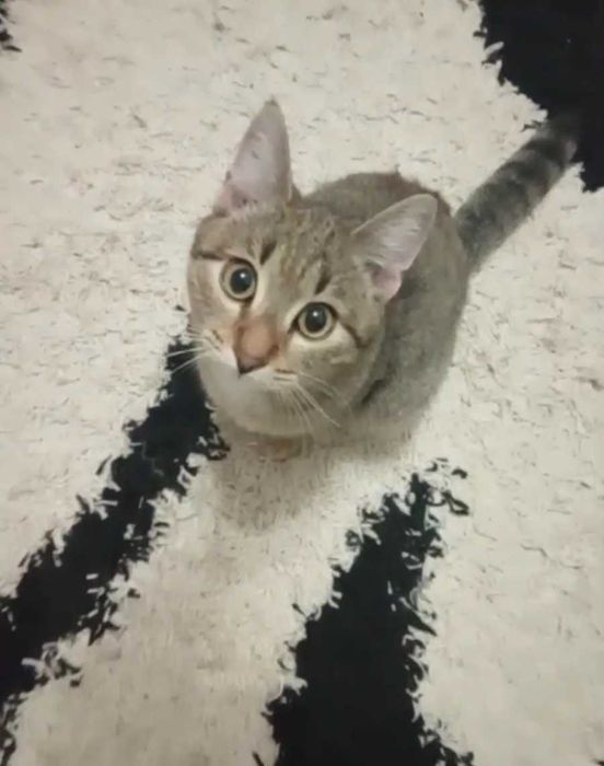 Доверчивый котик-подросток ищет дом