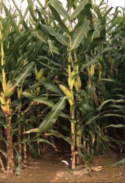 Sămânță Porumb Certificat pentru SILOZ cu Acte pt subvenția APIA