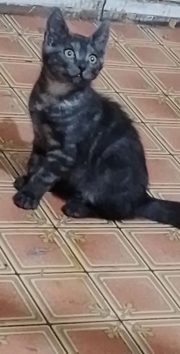 Отдам катёнка британского