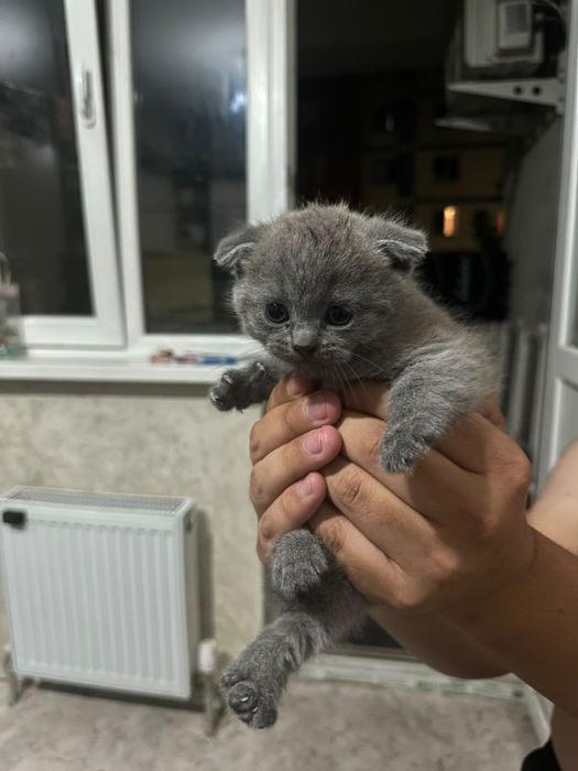 Скоттиш фолд британцы вислоухие