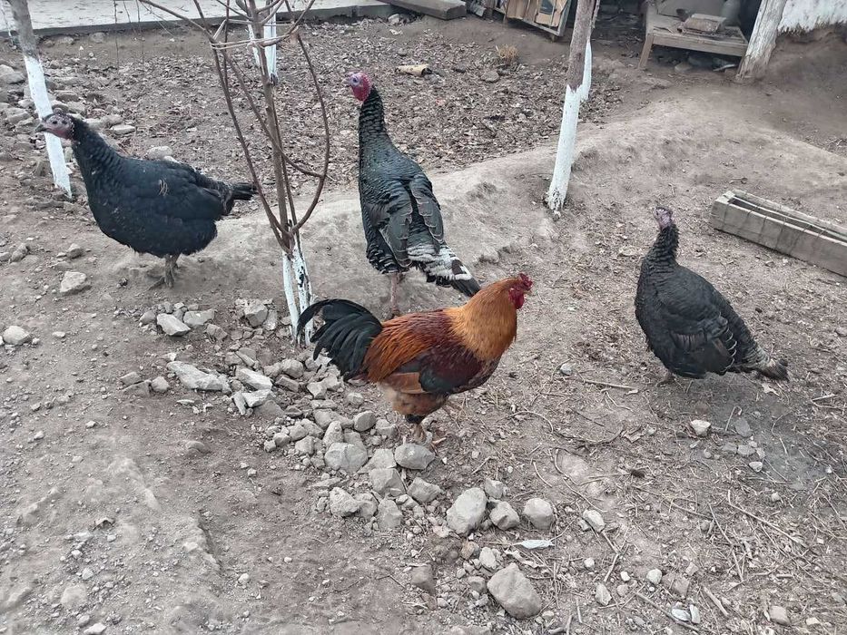 Уйда боқилган хўроз, товуқ ва индюклар сотилади.