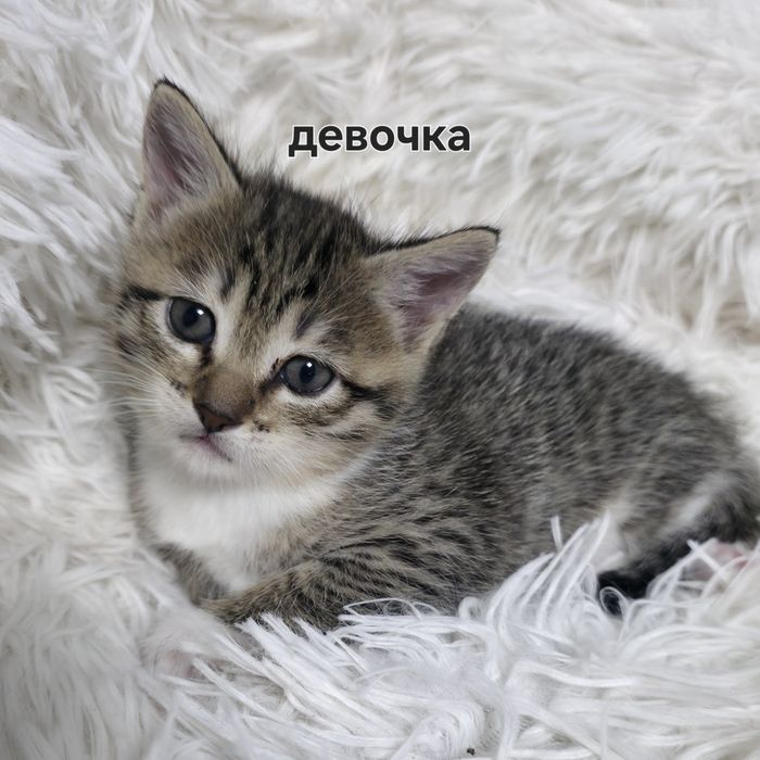 Отдам котят в добрые руки