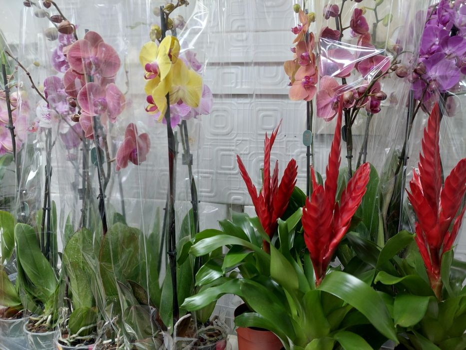 Цветы комнатные и оранжерейные.