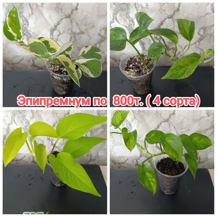 Комнатные растения кжби