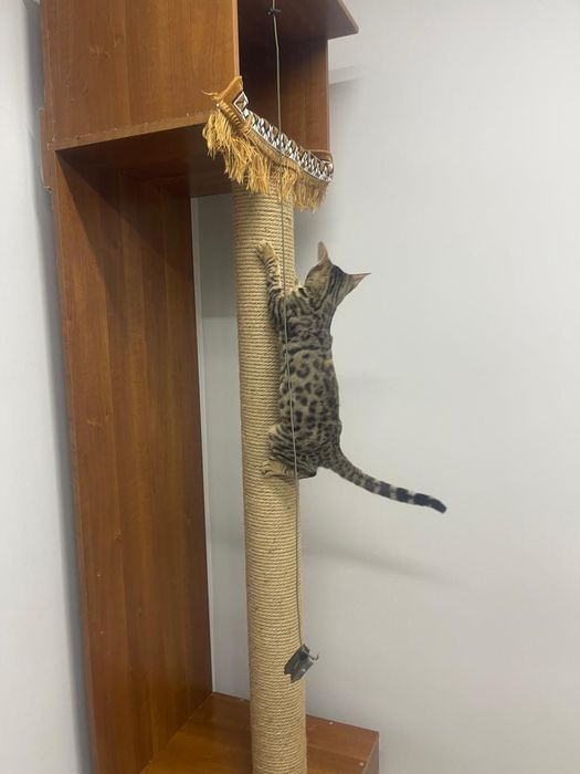 Когтеточька для кошки