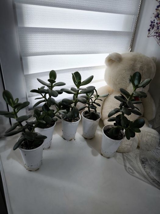 Денежное дерево крассула (толстянка)