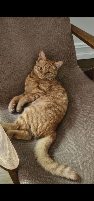 Кошечка для вязки