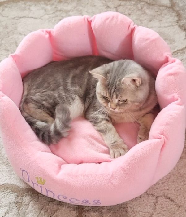 British shorthait tobby