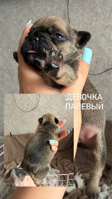 Франдкзкий бульдог