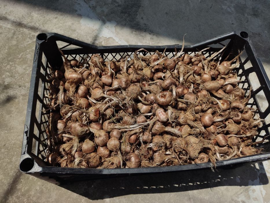 Продавам шафранови луковици